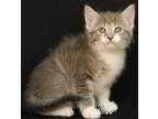 Adopt Moana a Gray, Blue or Silver Tabby Domestic Shorthair (short coat) cat in