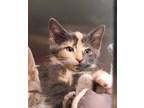 Adopt Brittany a Gray or Blue Domestic Shorthair / Domestic Shorthair / Mixed