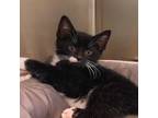 Adopt Bruno a All Black Domestic Shorthair / Domestic Shorthair / Mixed cat in
