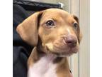 Adopt Willie a Tan/Yellow/Fawn Hound (Unknown Type) / Mixed dog in Wooster
