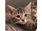 Adopt Bowen a Gray or Blue Domestic Shorthair / Domestic Shorthair / Mixed cat