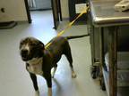 Adopt A GrayBlueSilverSalt  Pepper American Pit Bull Terrier  Mixed Dog In Fayetteville NC 34723408