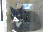Adopt SOCKS A Black Mostly Domestic Shorthair  Mixed Short Coat Cat In Fayetteville NC 34716334

Spayedneutered