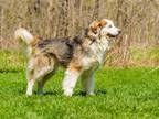 Adopt Zeus a Brown/Chocolate Alaskan Malamute / Mixed dog in Ile-Perrot