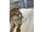Adopt ONYX a Brown Tabby Domestic Shorthair / Mixed (short coat) cat in Norfolk