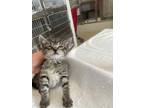 Adopt EEVEE a Brown Tabby Domestic Shorthair / Mixed (short coat) cat in