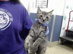 Adopt BLINKY a Brown Tabby Domestic Shorthair / Mixed (short coat) cat in Doral