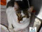 Adopt Luigi A White Domestic Shorthair / Domestic Shorthair / Mixed Cat In