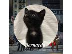 Adopt Bernardo a All Black Domestic Shorthair / Domestic Shorthair / Mixed cat