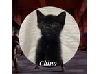 Adopt Chino a All Black Domestic Shorthair / Domestic Shorthair / Mixed cat in