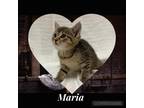 Adopt Maria a Brown or Chocolate Domestic Shorthair / Domestic Shorthair / Mixed