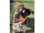 Adopt Tina a Shar Pei / Blue Heeler dog in Littleton, CO (34721835)