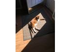 Adopt Wallace a Orange or Red American Shorthair / Mixed (short coat) cat in