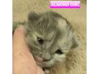 Adopt Almond Girl Dunbar a Domestic Shorthair / Mixed cat in Mackinaw