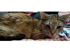 Adopt Cherry Coan a Domestic Shorthair / Mixed cat in Mackinaw, IL (34723137)