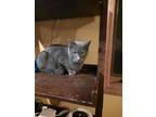 Adopt Alaska "Aly" Johnson a Gray or Blue Domestic Shorthair / Mixed cat in