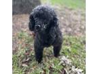 Adopt Shandy a Black Poodle (Miniature) / Mixed dog in Orlando, FL (34720853)