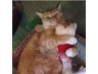 Adopt baby a Orange or Red American Shorthair / Mixed (short coat) cat in