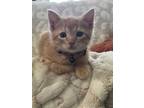 Adopt Carl a Orange or Red Tabby Domestic Shorthair (short coat) cat in