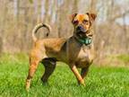 Adopt Scrapy a Red/Golden/Orange/Chestnut Mixed Breed (Medium) / Mixed dog in