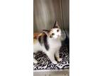 Adopt Taffy A Orange Or Red (Mostly) Calico / Mixed Cat In Dickson