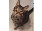 Adopt Sullivan a Brown Tabby Domestic Shorthair (short coat) cat in Lafayette
