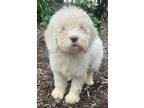 Adopt Mazzie May F2 AUSSIEdoodle a White Australian Shepherd / Standard Poodle