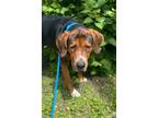 Adopt Jaxx a Bloodhound / Great Dane / Mixed dog in Birdsboro, PA (34723071)
