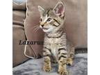 Adopt Lazarus a Spotted Tabby/Leopard Spotted American Shorthair cat in Orlando
