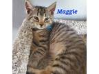 Adopt Maggie a Spotted Tabby/Leopard Spotted American Shorthair cat in Orlando