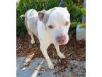 Adopt MADDIE a White - with Tan, Yellow or Fawn Mixed Breed (Medium) / Mixed dog