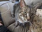 Adopt Jake a Brown Tabby Domestic Shorthair / Mixed (short coat) cat in Norwich