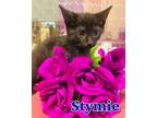 Adopt Stymie a All Black Domestic Shorthair / Domestic Shorthair / Mixed cat in