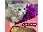 Adopt Spanky a Gray or Blue Domestic Shorthair / Domestic Shorthair / Mixed cat