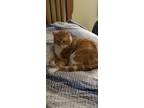 Adopt Harley a Orange or Red Tabby Persian / Mixed (medium coat) cat in Omaha