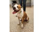 Adopt Legend a White American Pit Bull Terrier / American Pit Bull Terrier /