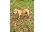 Adopt Mochi a Red/Golden/Orange/Chestnut Hound (Unknown Type) / Mixed dog in