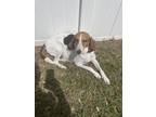 Adopt Barnie a White - with Black Beagle / Foxhound / Mixed dog in Riverview