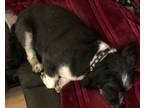 Adopt Molly a Black - with White Australian Shepherd / Mixed dog in Emmett