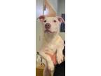 Adopt Splinter a Mixed Breed (Medium) / Mixed dog in Ocala, FL (34722733)