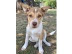 Adopt Skelton3 a White - with Tan, Yellow or Fawn Foxhound / Mixed Breed