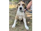 Adopt Skelton2 a White - with Tan, Yellow or Fawn Foxhound / Mixed Breed