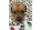 Adopt Caroline AKA Callie Mae a Brown/Chocolate Labrador Retriever / Mixed dog