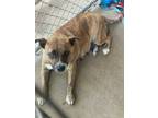 Adopt Piper a Brindle American Pit Bull Terrier / Mixed dog in Athens