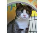 Adopt Shakira a Domestic Shorthair / Mixed (short coat) cat in Brigham