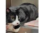 Adopt Italy a Domestic Shorthair / Mixed (short coat) cat in Brigham City/Ogden