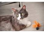 Adopt Elvis a Domestic Longhair / Mixed (short coat) cat in Brigham City/Ogden
