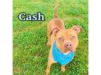 Adopt Cash a Red/Golden/Orange/Chestnut American Pit Bull Terrier / Mixed dog in