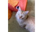 Adopt Teddy Gold22 a Domestic Longhair / Mixed (long coat) cat in Youngsville