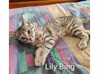 Adopt Lily Bing22 a Domestic Shorthair / Mixed (short coat) cat in Youngsville